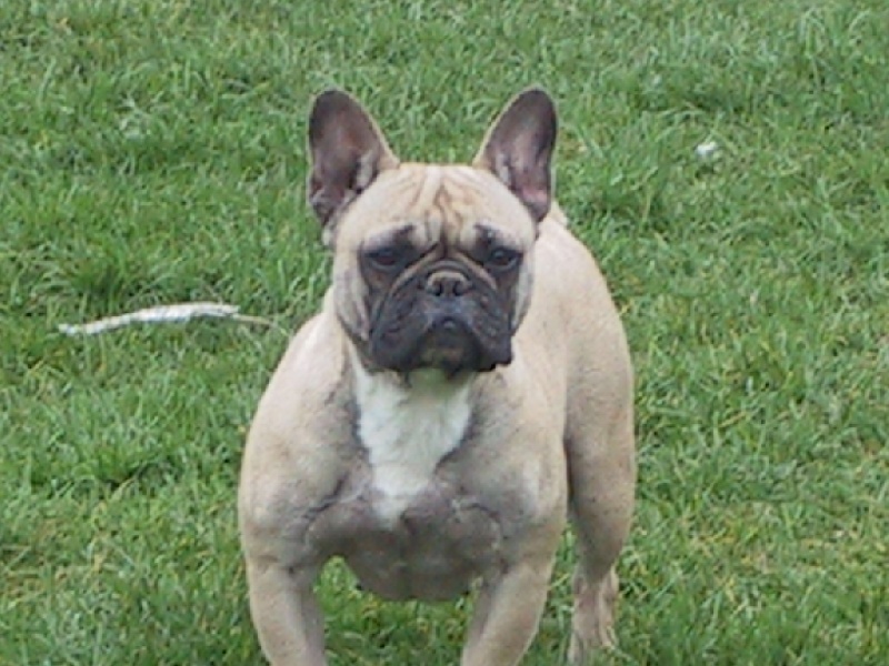 Alia des Cerbères du Gévaudan