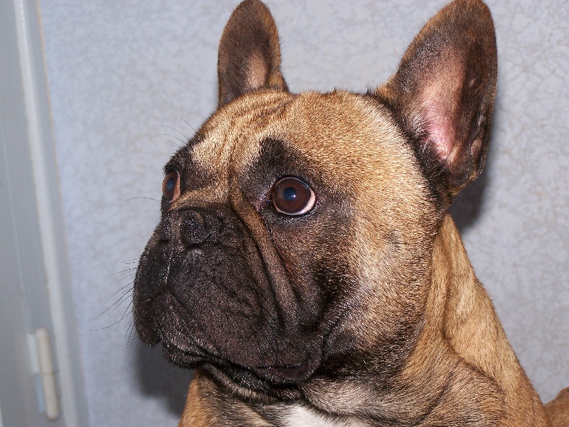 Arkos des Cerbères du Gévaudan